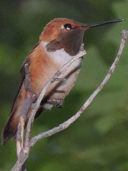 Rufous Hummingbird, Selasphorus rufus, photo © by Michael Plagens