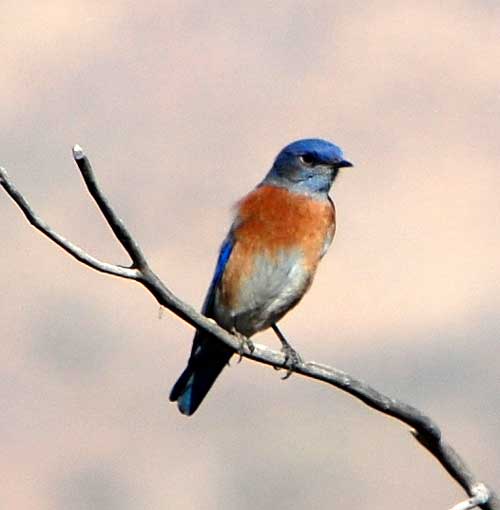 Western Bluebird, Sialia mexicana, photo © by Michael Plagens