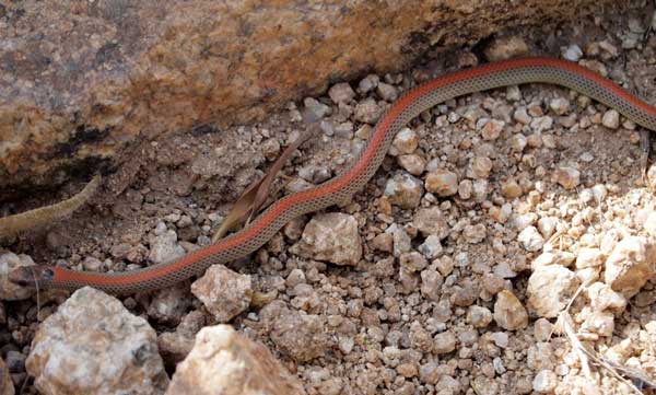 Photo of Sonora semiannulata, Ground Snake, by Allan Ostling