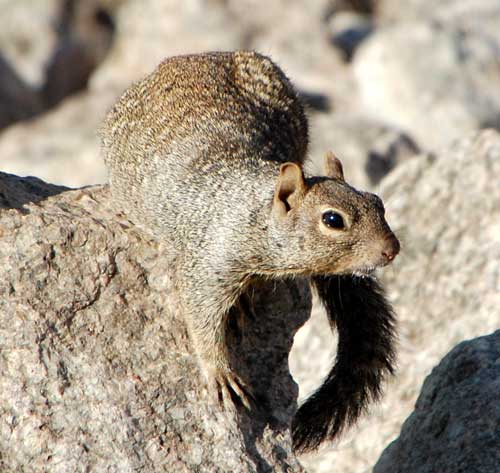 Rock Squirrel, Spermophilus variegatus, photo © by Michael Plagens