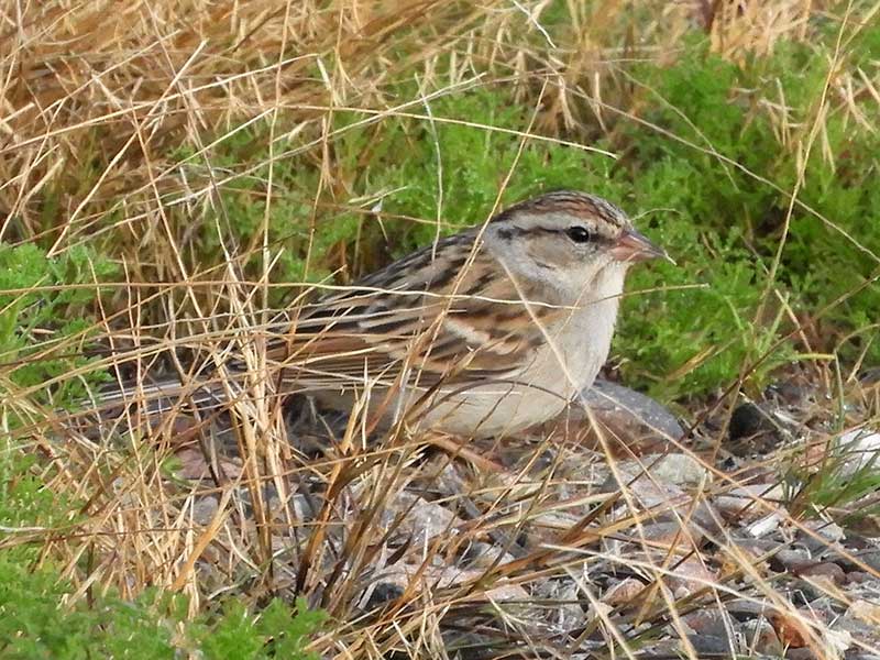 Chipping Sparrow, Spizella passerina, photo © by Michael Plagens