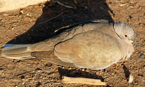 Streptopelia decaocto photo © by Michael Plagens