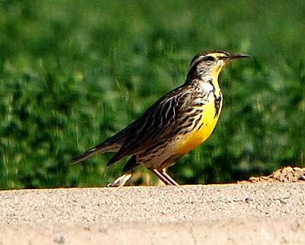 Western Meadowlark, Sturnella neglecta, photo © by Michael Plagens