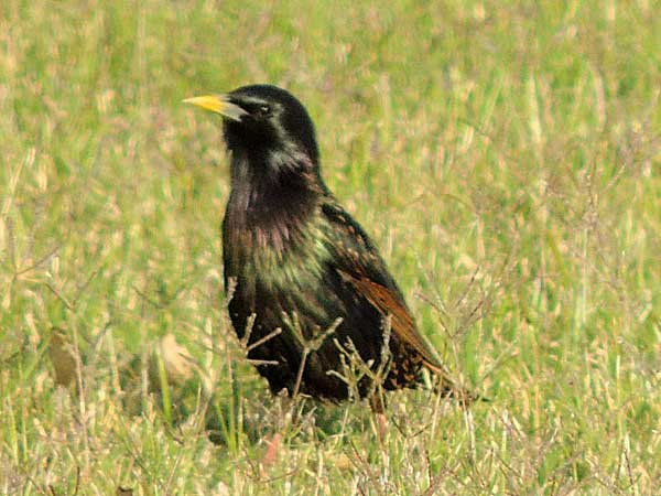 European Starling, Sturnus vulgaris, photo © by Mike Plagens