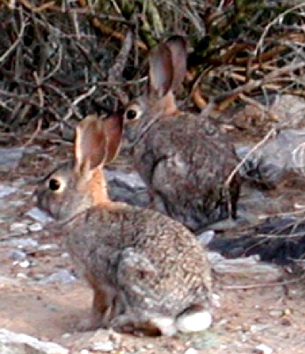 Sylvilagus auduboni photo © by Michael Plagens