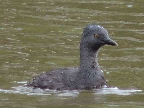 Least Grebe, Tachybaptus dominicus, © by Michael Plagens, Sept. 2010