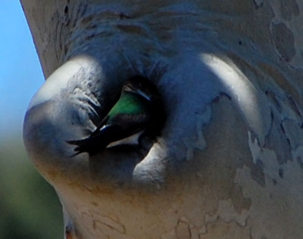 Violet-green Swallow, photo © by Michael Plagens