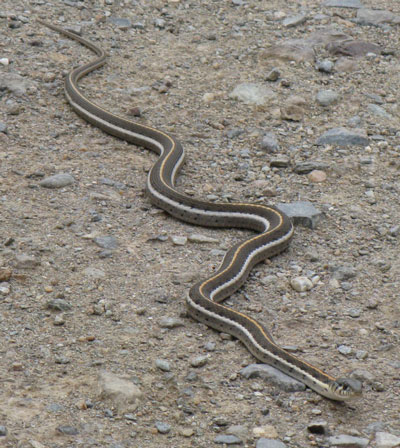 Photo of Thamnophis cyrtopsis by John Gunn