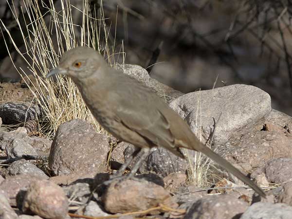 Bendire's Thrasher, Toxostoma bendirei, photo © by Mike Plagens