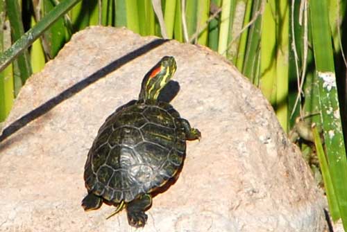 Trachemys scripta photo © by Mike Plagens