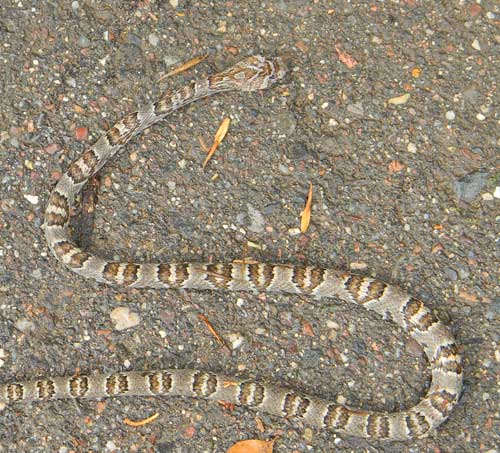 Lyre Snake, Trimorphodon biscutatus, photo © by Mike Plagens