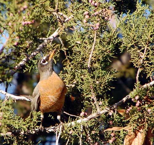 Photo © by Michael Plagens taken at Sycamore Creek, Maricopa Co., Nov 2009