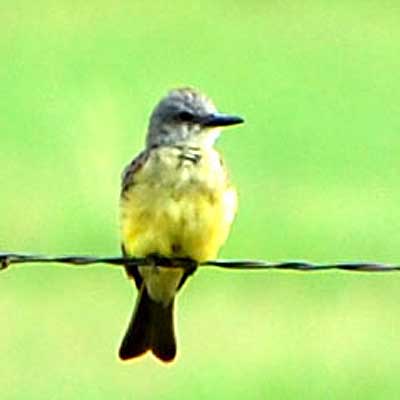 Tropical Kingbird, Tyrannus melancholicus, © by Michael Plagens, Sept. 2010