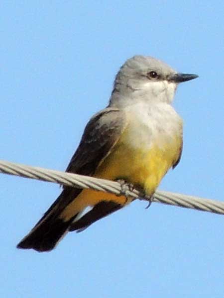 Western Kingbird, Tyrannus verticalis, photo © by Michael Plagens