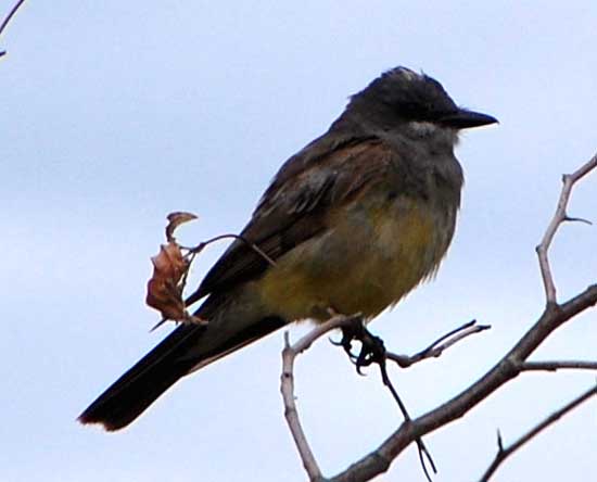 Cassin's Kingbird, Tyrannus vociferans, photo © by Michael Plagens