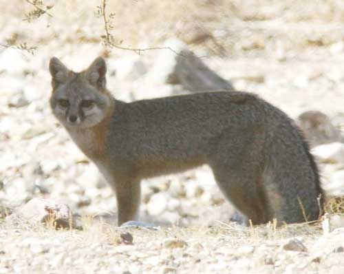 Gray Fox, Urocyon cinereoargenteus, photo © by Robert Shantz