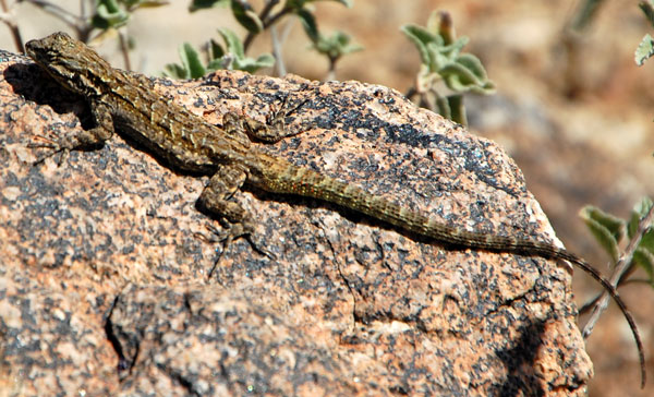 Urosaurus graciosus Photo © by Michael Plagens