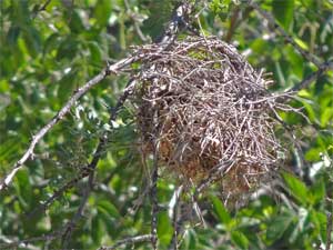 Verdin (bird), Auriparus flaviceps, photo © by Michael Plagens