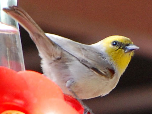 verdin attempting to get sugar water from a hummingbird feeder