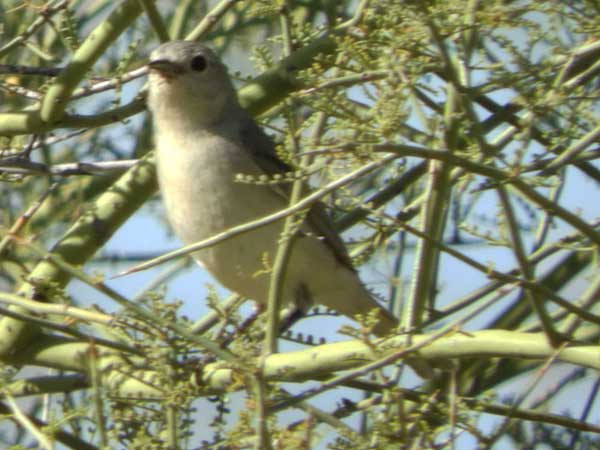 Photo © by Mike Plagens, Lucy's Warbler, Vermivora luciae, photo from Pbase.