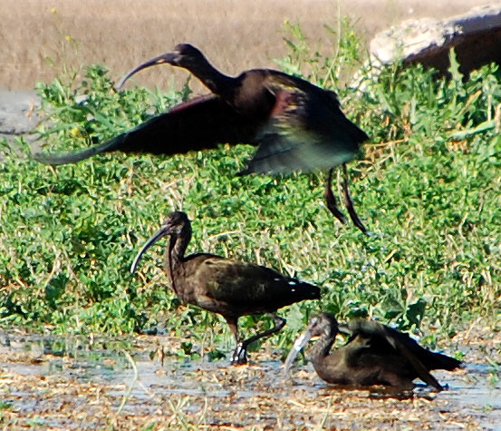 White-faced Ibis, Plegadis chihi, Photo © by Michael Plagens