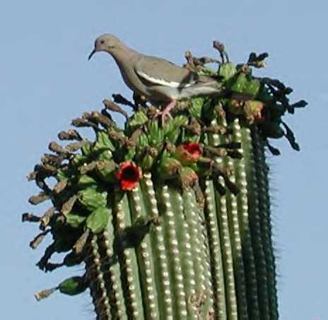 White-winged Dove photo © by Mike Plagens