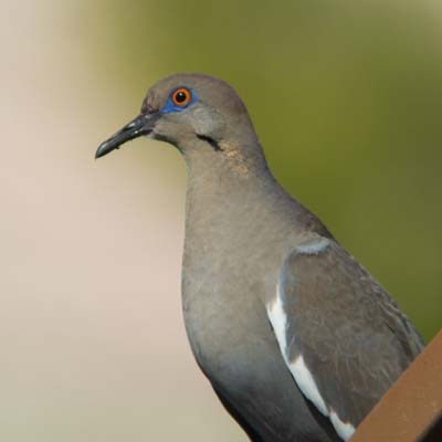 White-winged Dove photo © by Allan Ostling