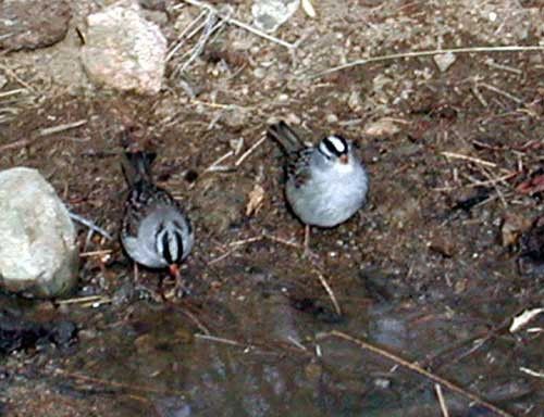 Zonotrichia leucophrys photo © by Michael Plagens