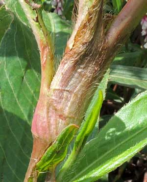 close up of stem, Persicaria from Eldoret, Kenya, East Africa