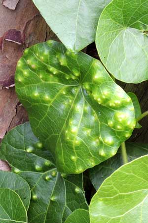 mite galls on Stephania leaf near Eldoret, Kenya