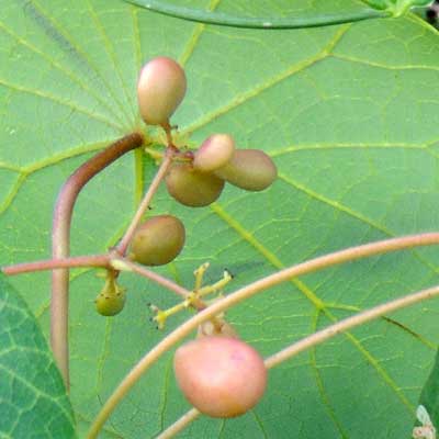 fruit is a drupe, Stephania abyssinica, leaf near Iten, Kenya