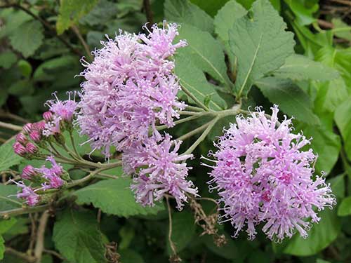 Vernonia species from Taita Hills