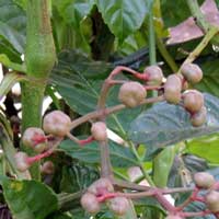 fruit of Leea guineensis from Kitale © by Michael Plagens