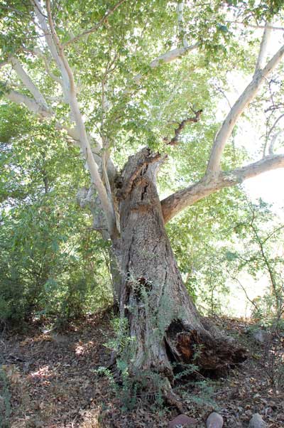 Arizona Sycamore trees along Coon Creek in the Sierra Ancha