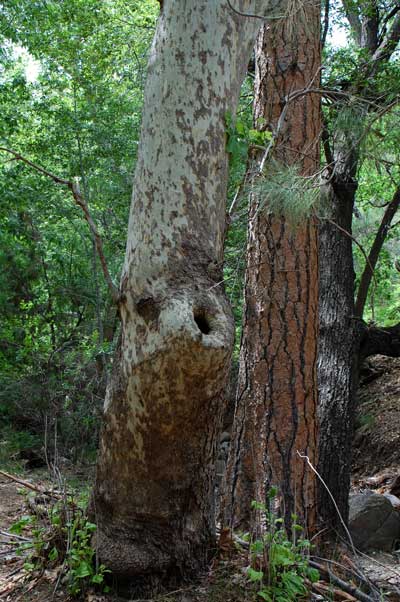 Arizona Sycamore growing with Ponderosa Pine in Pine Mountain Wilderness