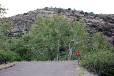 Arizona Sycamore trees provide shade next to an abandoned segment of the Beeline Highway near Sunflower, Arizona.